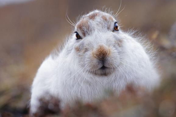 Mountain Hare - Toddun