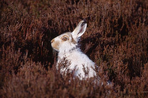 Mountain Hare - An Cliseam