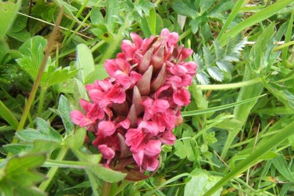 Machair Orchids - Northton