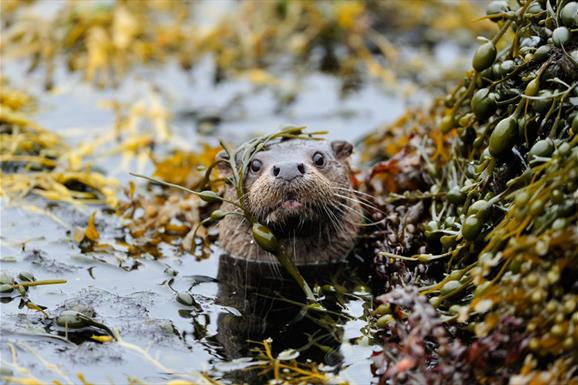 Otter - Peters Port