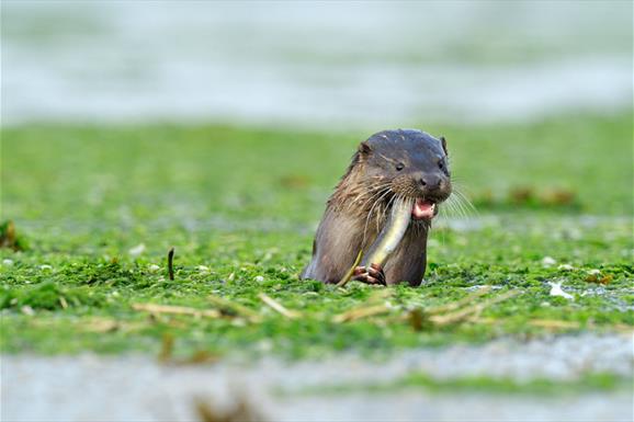 Otter - Loch a 'Chinn Uacraich