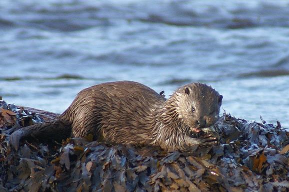 Otter - Sponish Bridge