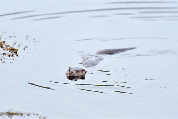 Otter - Rubha Ardvule