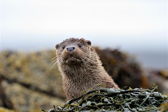 Otter - Loch Bee