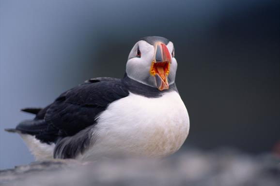 Puffin - Mingulay