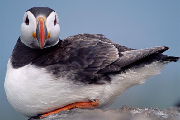 Puffin - Lochmaddy Ferry