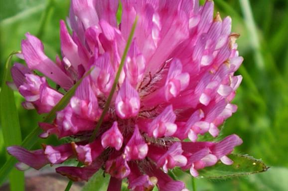 Red Clover-Loch Mor Barvas