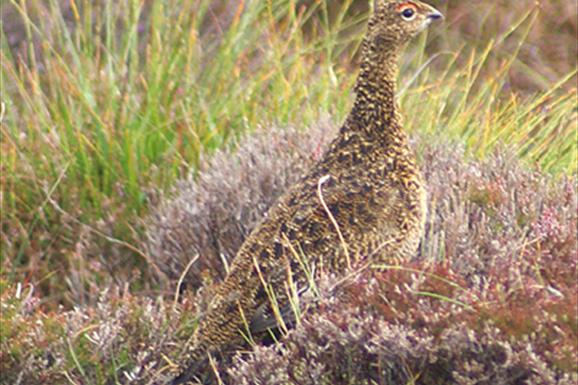 Red Grouse-Ben Tarbet