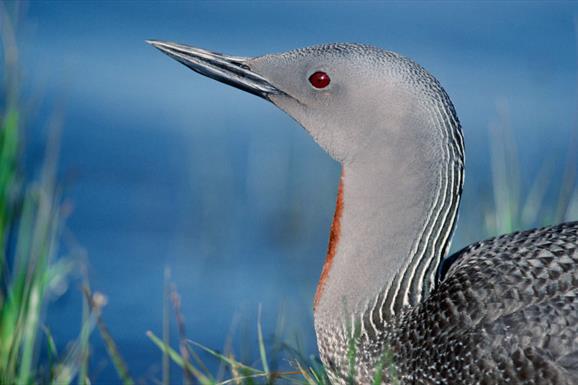 Red Throated Diver-Loch Langavat