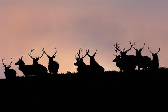 Red Deer - Glen Cravadale