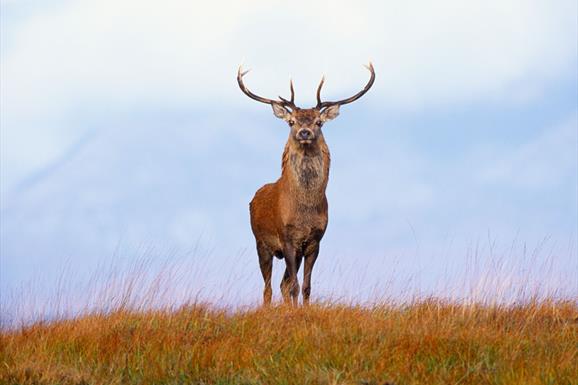 Red Deer - Glen Langadail