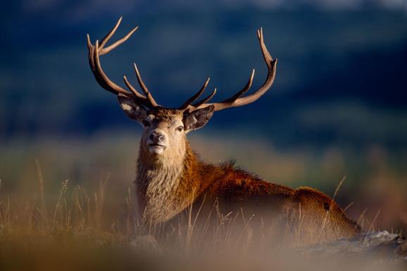 Red Deer - Pairc