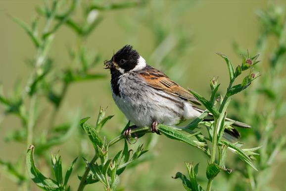 Reed Bunting - Balranald township