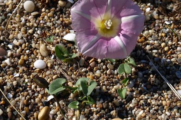 Sea Bindweed - Princes Strand