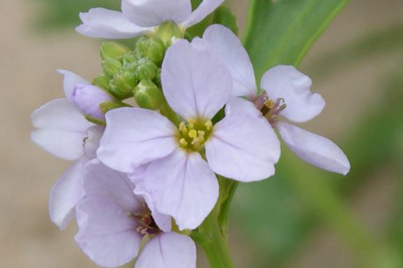Sea Rocket-Eoropie - white flowers