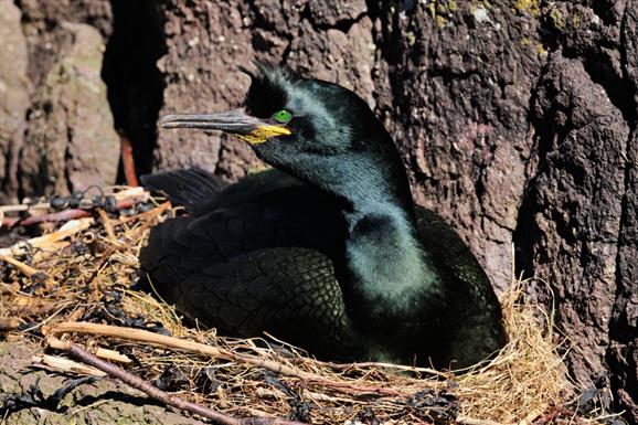 Shag - Huisnish