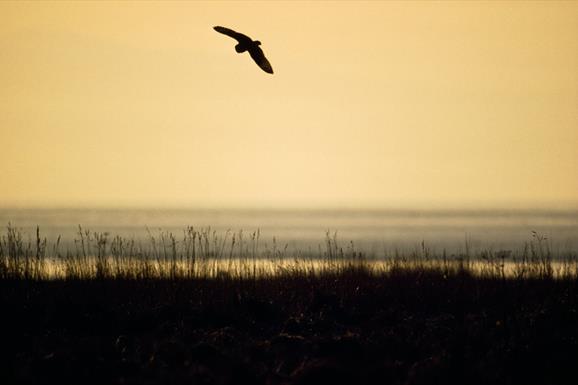 Short Eared Owl-Griminish