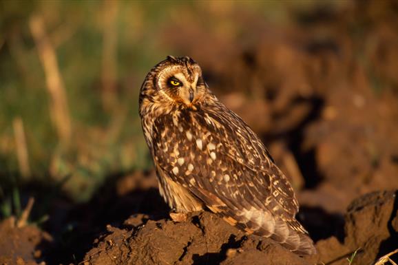 Short Eared Owl - Reuval