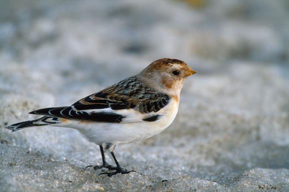 Snow Bunting-Sollas