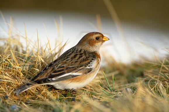 Snow Bunting - Eochdar