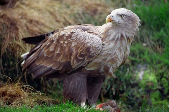 White Tailed Sea Eagle - Lochmaddy