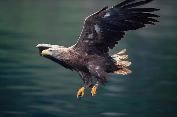 White-tailed Sea Eagle © Laurie Campbell