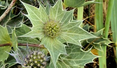 Sea Holly-Pabbay Beach