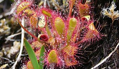 Oblong-Leaved Sundew -Loch nic Ruaidhe