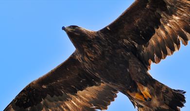 Golden Eagle - Loch Eynort