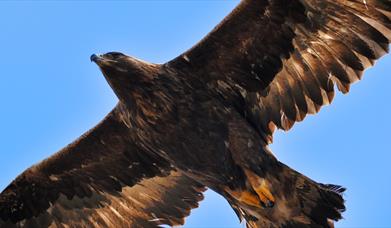 Golden Eagle - Loch Eynort