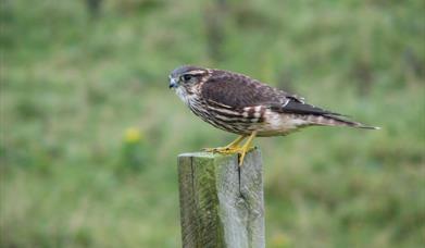 Merlin-Rubha Ardvule