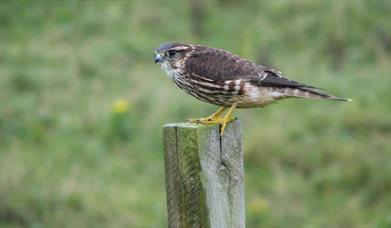 Merlin-Committee Road