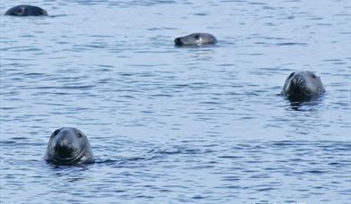 Grey Seal - Berneray Harbour