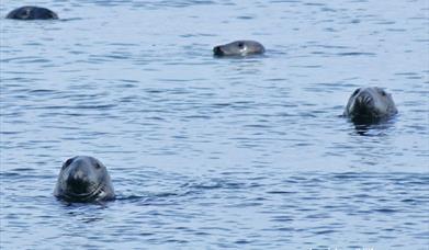 Grey Seal - Stornoway Harbour