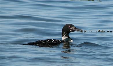 Great Northern Diver - Berneray