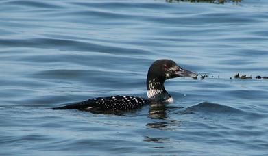 Great Northern Diver - Stoneybridge