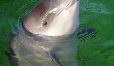 Common Porpoise-Loch Trolemaraig