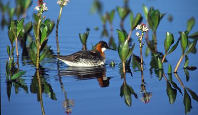 RSPB Loch na Muilne Nature Reserve