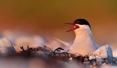 Artic Tern - Loch Fionsabhaigh