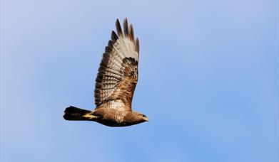 Common Buzzard © Laurie Campbell