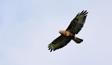 Common Buzzard © Laurie Campbell