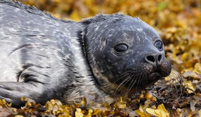 Common Seal - Rubha Ardvule