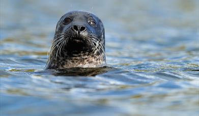 Grey Seal - Ardivachar