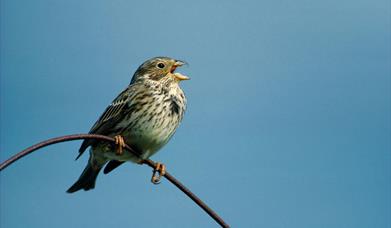 Corn Bunting - Loch Thallan