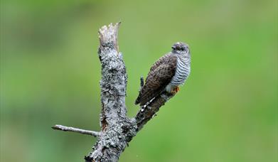 Cuckoo-North Loch Eynort