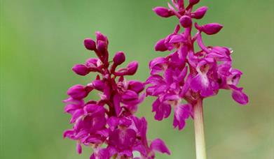 Early Purple Orchid-Loch Mor Barvas