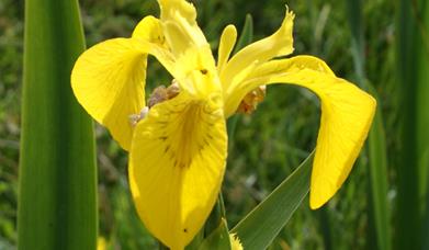 Yellow Flag Iris - Bostadh