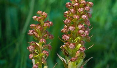 Frog Orchid © Laurie Campbell