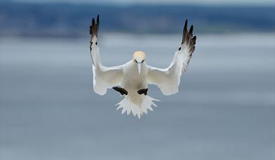 Northern Gannet-Huisinis