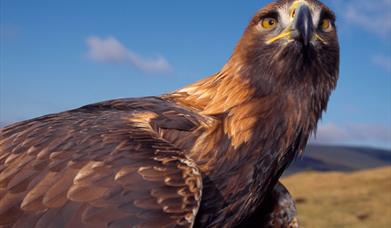 Golden Eagle - Kallin Harbour